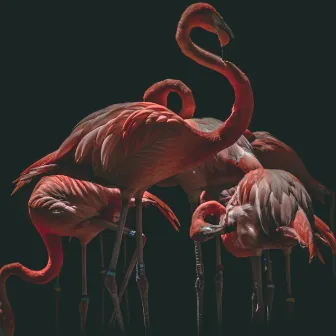 Flamingo by SebastianSound