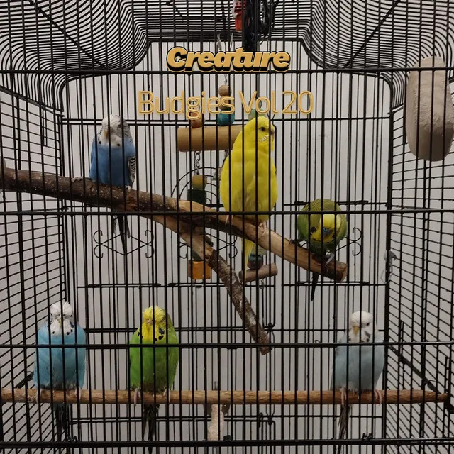 Budgies XXX (Vol XX)