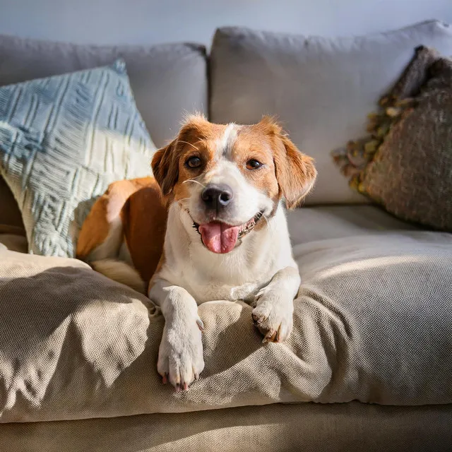 Reconfortantes Melodías Para Mascotas