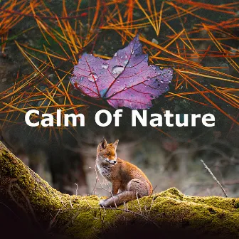 Calm Of Nature by The Sounds Of Nature