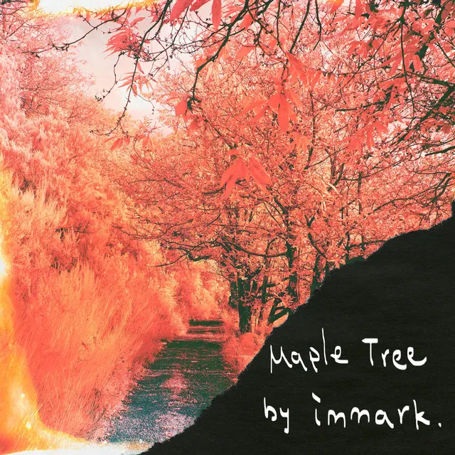 Maple Tree