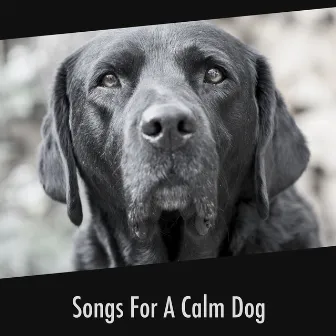 Songs For A Calm Dog by Calming Dog Relaxation