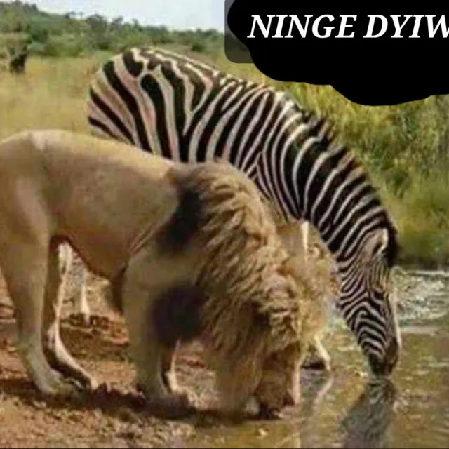 Ninge Dyiwi