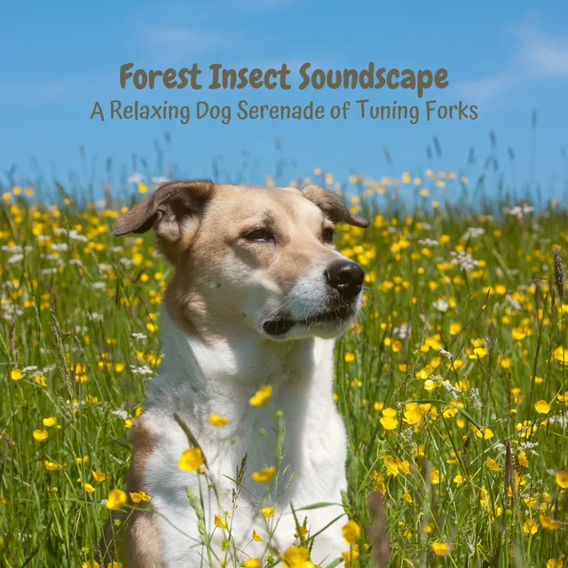 Forest Insect Soundscape: A Relaxing Dog Serenade of Tuning Forks