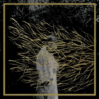 Engravings by Forest Swords