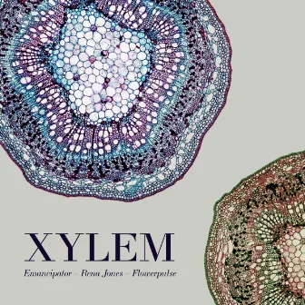 Xylem by Flowerpulse