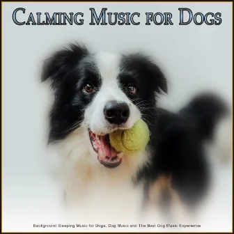 Calming Music for Dogs: Background Sleeping Music for Dogs, Dog Music and The Best Dog Music Experience by Dog Music Experience