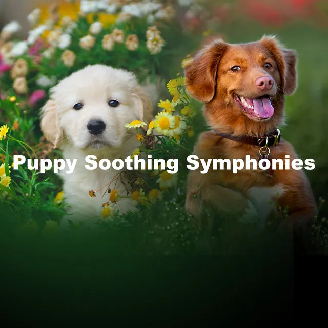 Puppy Soothing Symphonies