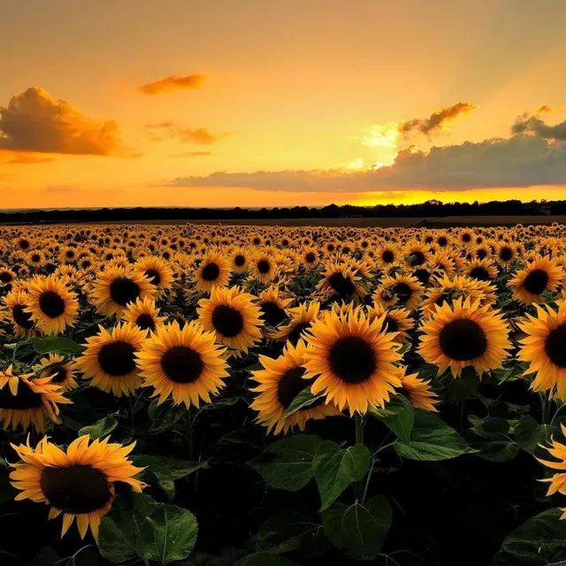 Fourth Contradanza: Sunflower