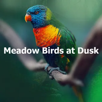 Meadow Birds at Dusk by ASMR Birds and Forest Nature Sounds