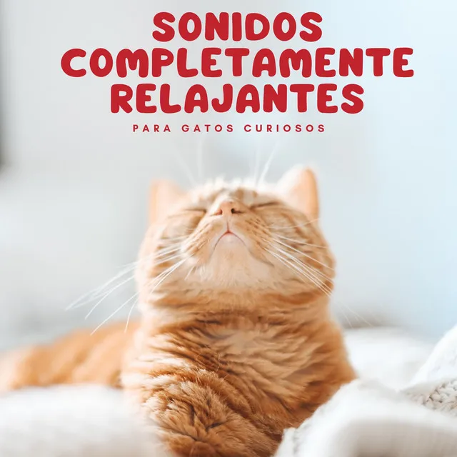 Sonidos Completamente Relajantes Para Gatos Curiosos