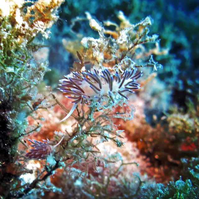 Coral Bleaching