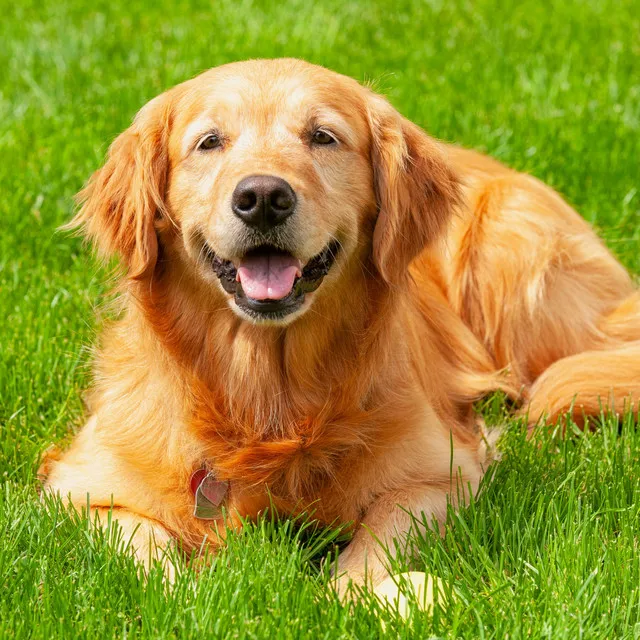 Crystal Bowl Harmony for Dogs