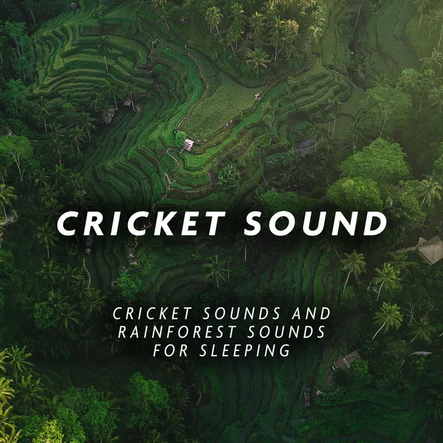 Cricket Sound