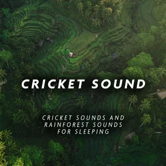 Cricket Sounds and Rainforest Sounds for Sleeping by Cricket Sound