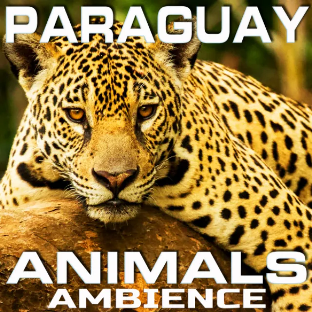 Paraguay Animals Ambience