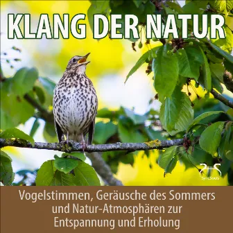 Klang der Natur - Vogelstimmen, Geräusche des Sommers und Natur-Atmosphären zur Entspannung und Erholung by Unknown Artist