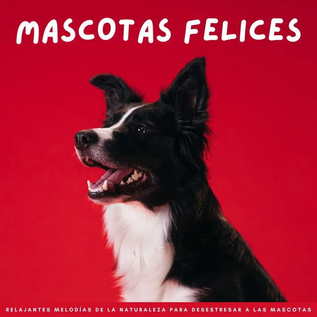 Mascotas Relajadas