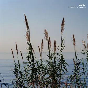 Reverie of the Reeds by blushful