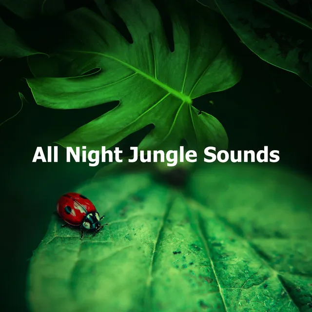 All Night Jungle Sounds