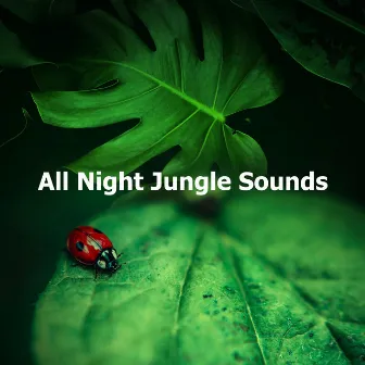 All Night Jungle Sounds by Jungleur