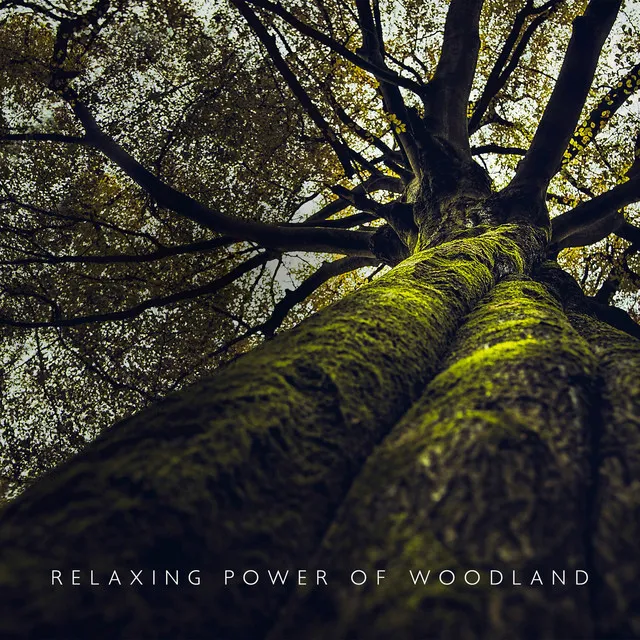 Relaxing Power of Woodland: Forest Sounds to Cultivate Inner Peace