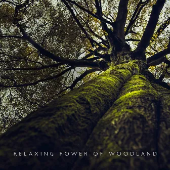 Relaxing Power of Woodland: Forest Sounds to Cultivate Inner Peace by Lover of New Age Nature