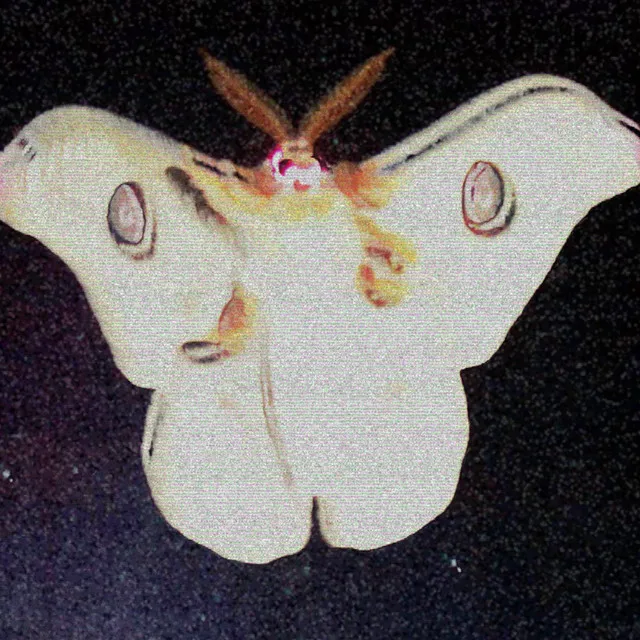 Moths Life