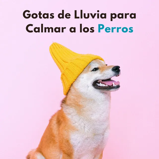 Música De Lluvia Para Perros Pequeños