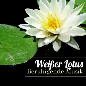 Weißer Lotus - Beruhigende Musik mit Naturgeräusche by Asian Chillout Music Collective