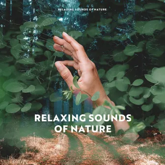 Soothing Nature Sounds by Relaxing Sounds of Nature