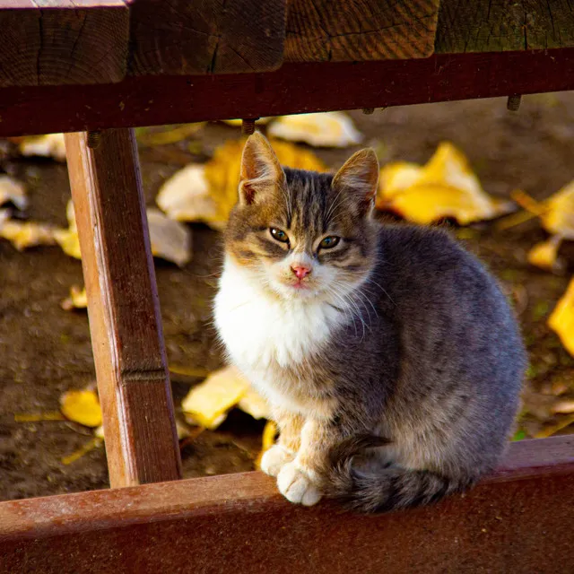 Piano Purrfection: Cat Serenade in Rain Harmony