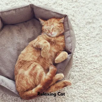 Relaxing Cat by Cat Relaxing Sounds TA