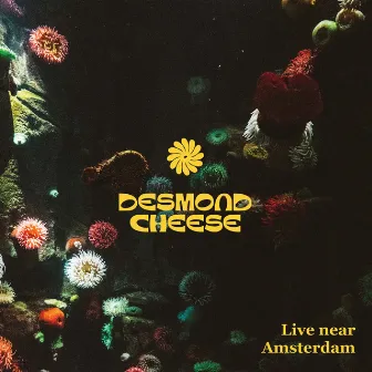 Live Near Amsterdam by Desmond Cheese