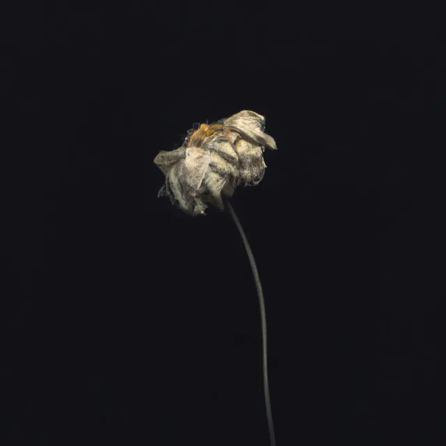 Withered Petals