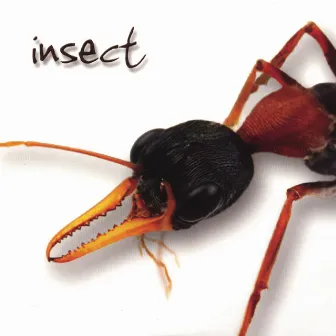 Insect by Insect