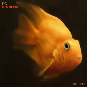 Goldfish by PC