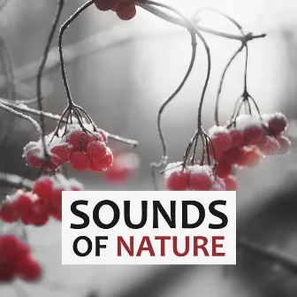 Sounds of Nature – Nature Sounds to Relax, Soothing Music, Yoga & Meditation, Natural Sleep Aids, Rain Sounds, White Noise for Deep Sleep by Natural Therapy Music Academy