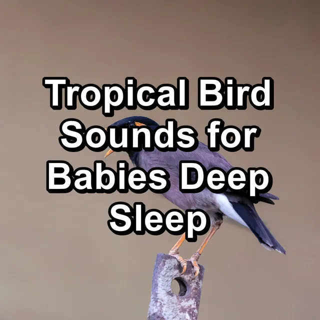 Calming Birds ASMR Instant Relaxing To Help Your Baby Relax