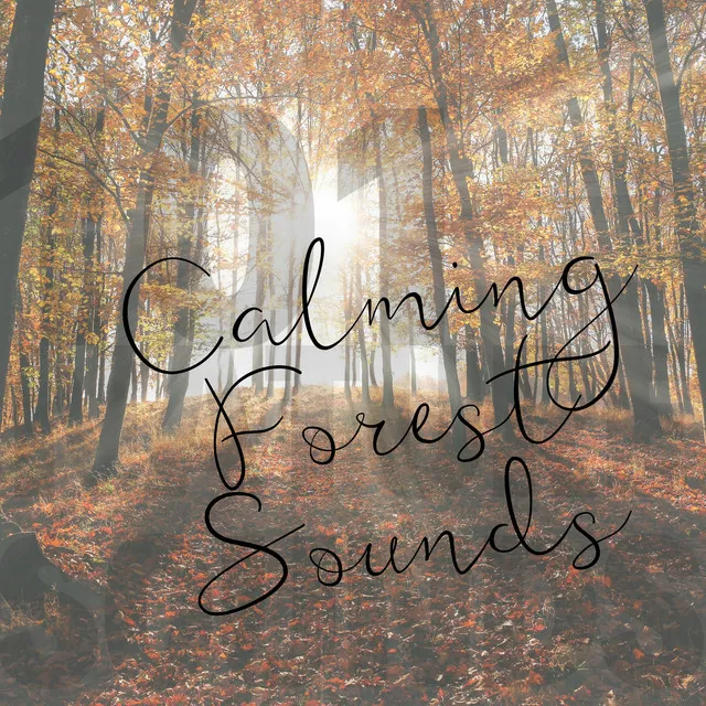 Calming Forest Sounds