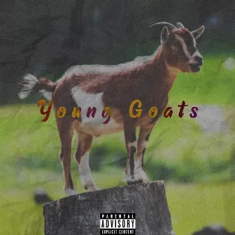 Young Goats by Sling