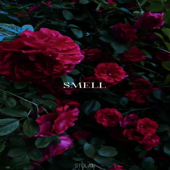 SMELL by Stolan