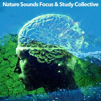 Nature Sounds Focus & Study Collective by Sleep Songs With Nature Sounds