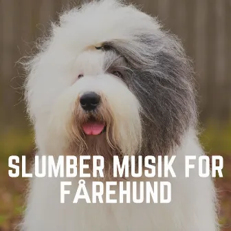 Slumber Musik for Fårehund by Musik Til Hunde