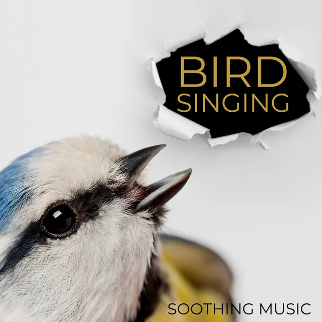 Bird Singing - Soothing Music to Bring You Peace and Quiet