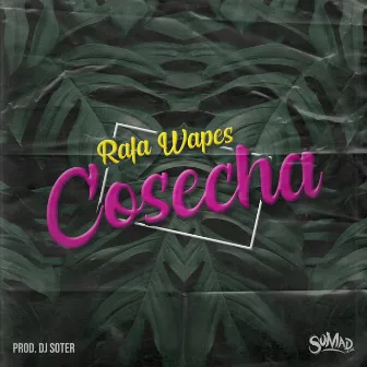 Cosecha by Rafa Wapes