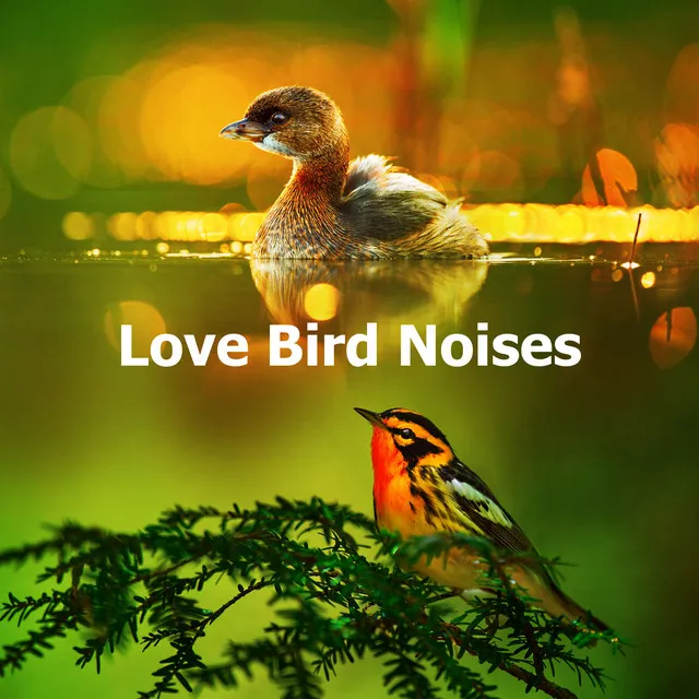 Love Bird Noises