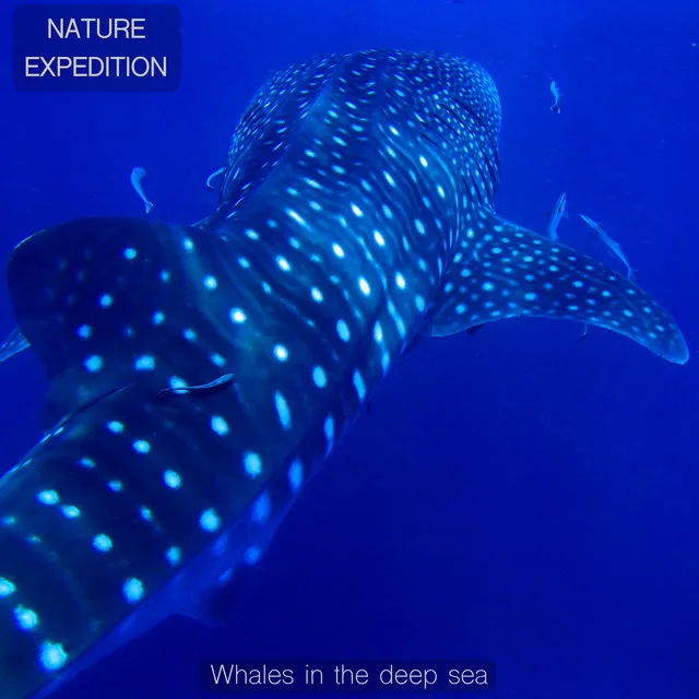 Whales in the Deep Sea