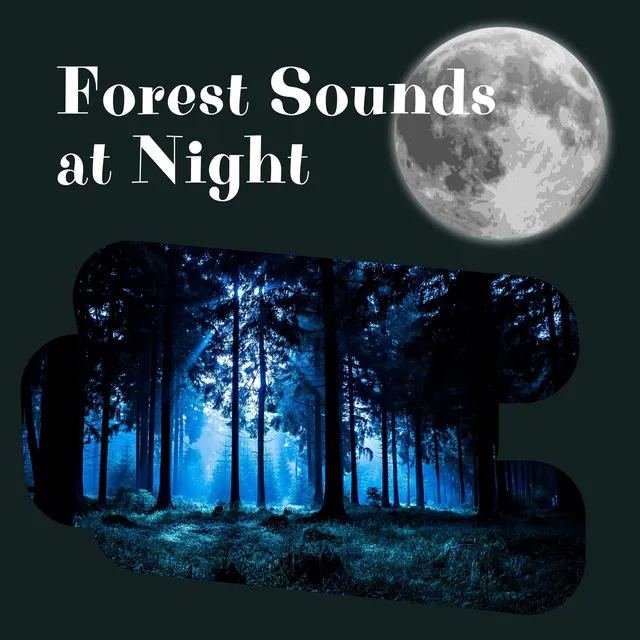 Forest Sounds at Night