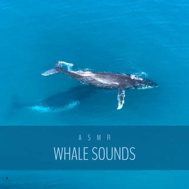 Stress Free Whale Sounds